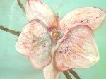 Focus Orchideen